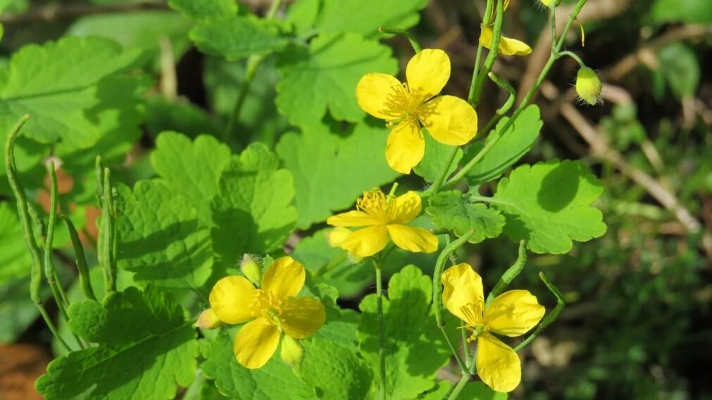 celandine na plíseň nehtů